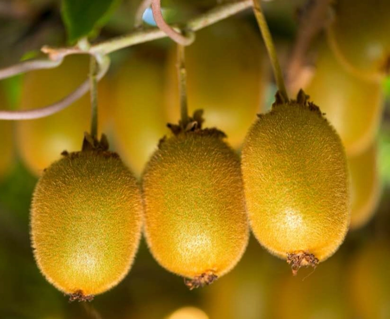 when are kiwis in season when are kiwis in season