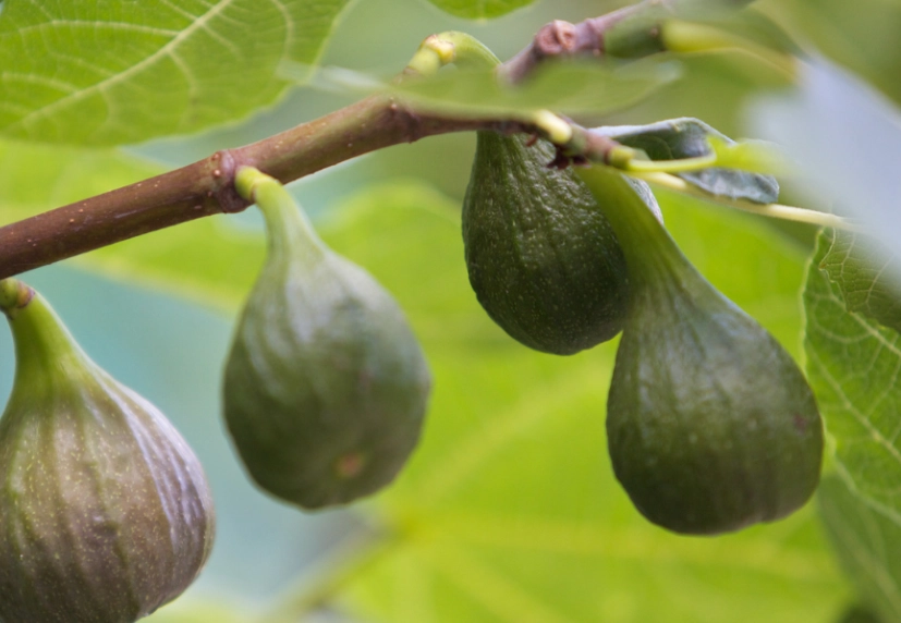 when are figs in season in California