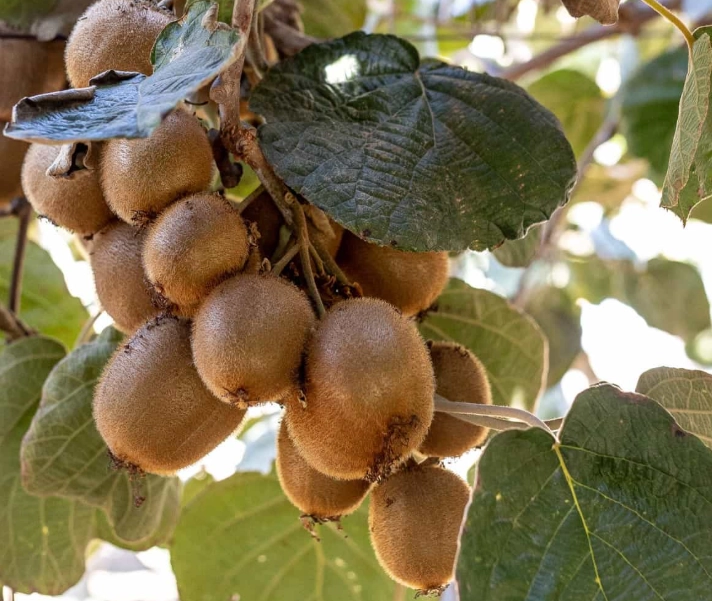 when are kiwis in season when are kiwis in season
