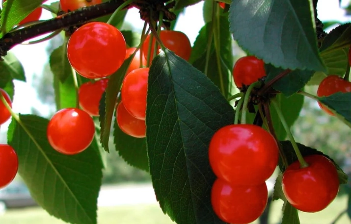 cherry picking season cherry picking season