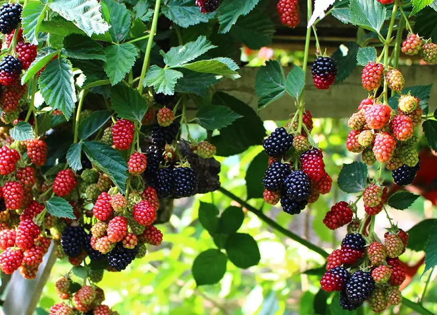 wild blackberry picking tips wild blackberry picking tips