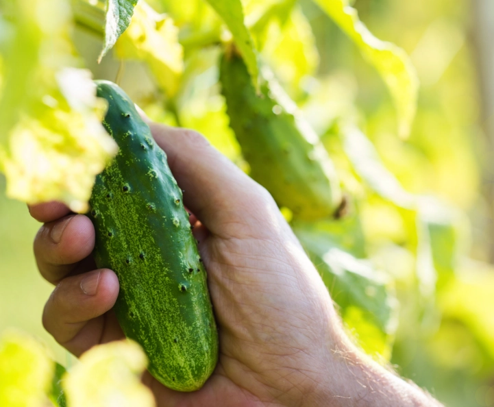 when to pick cucumbers when to pick cucumbers