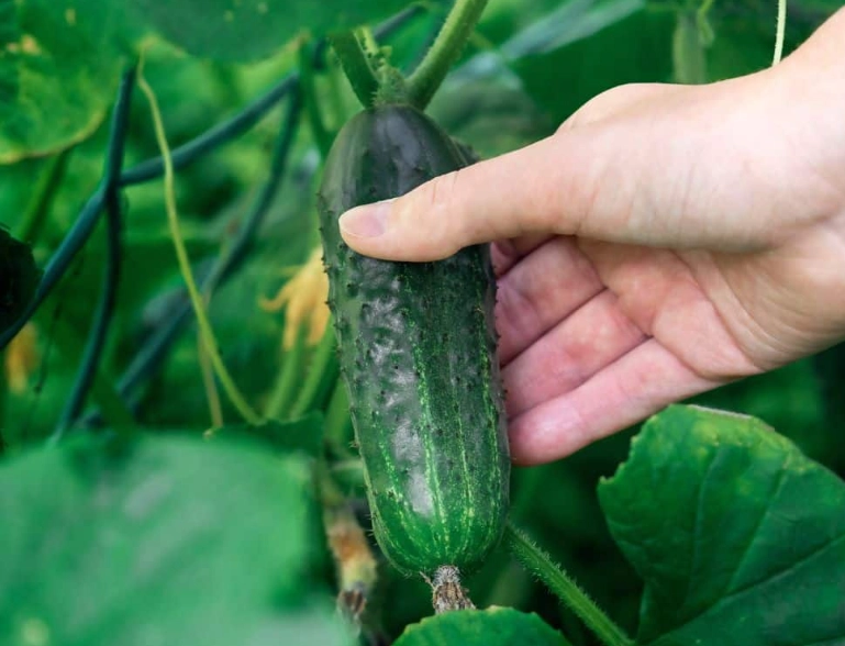 cucumber harvesting tips cucumber harvesting tips