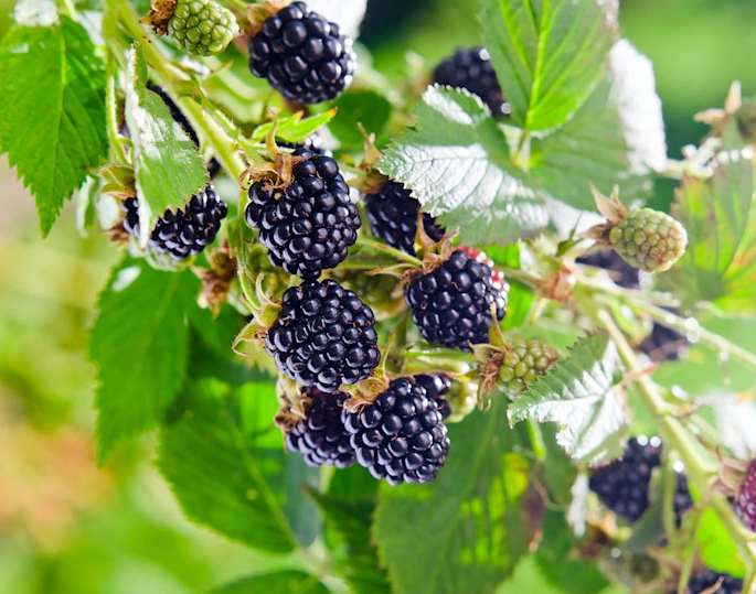 blackberry recipes blackberry recipes