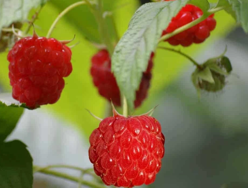 raspberry seed oil benefits raspberry seed oil benefits