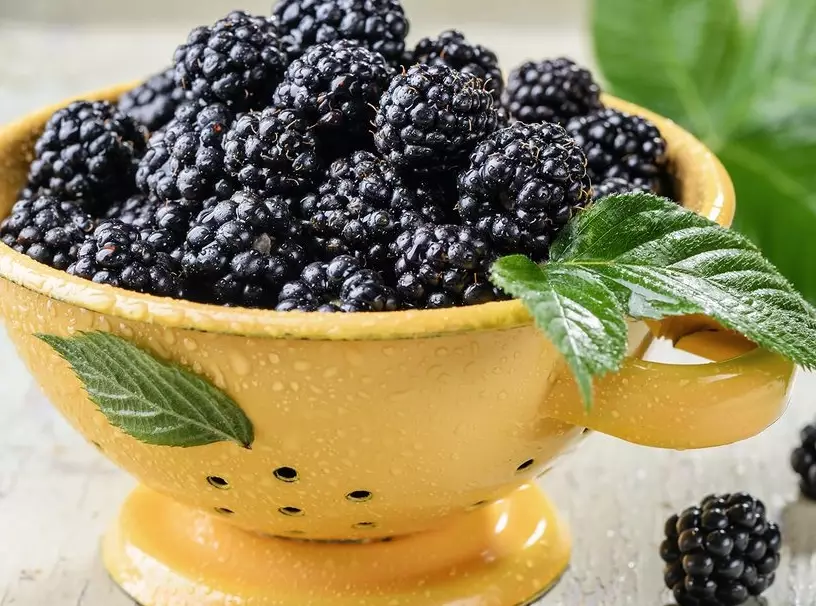blackberry season by state blackberry season by state