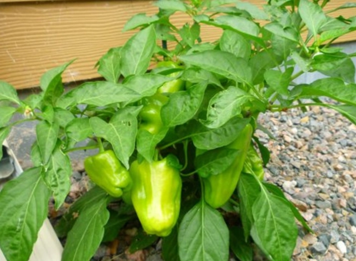 growing bell peppers growing bell peppers