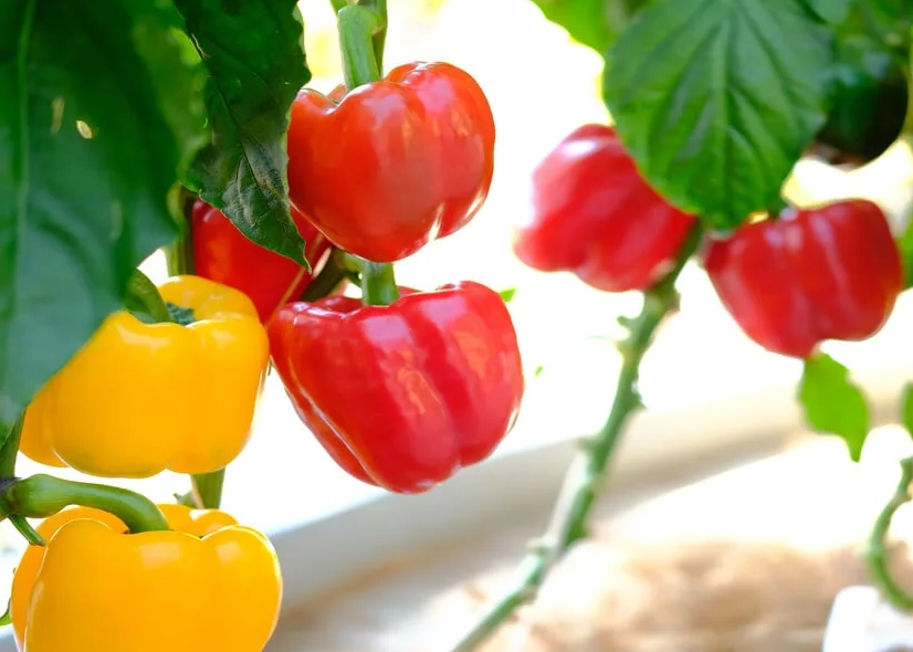 how to grow bell peppers how to grow bell peppers