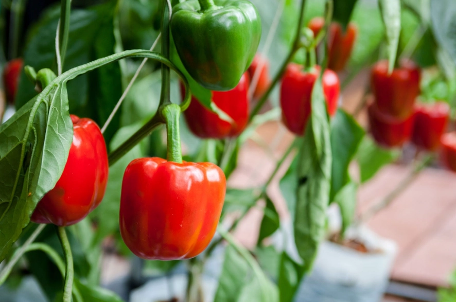 bell pepper care bell pepper care