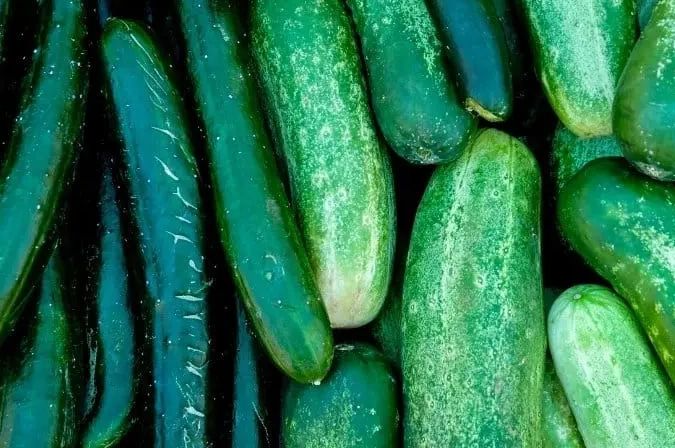regular cucumbers regular cucumbers