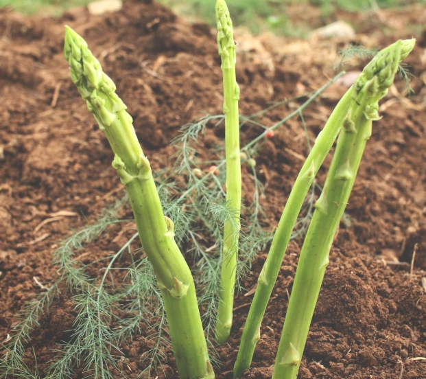 harvesting asparagus harvesting asparagus
