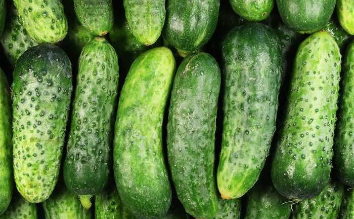 pickling cucumbers pickling cucumbers
