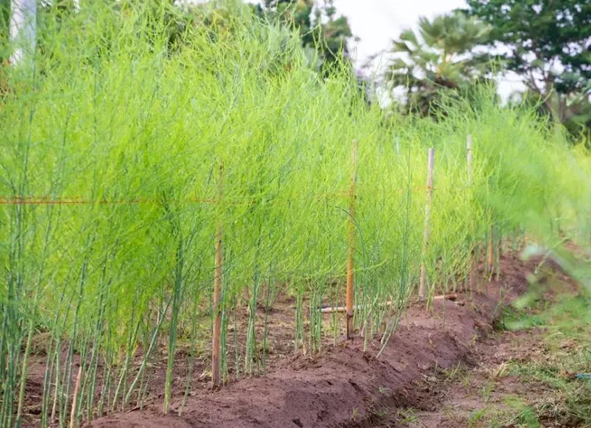 how to grow asparagus how to grow asparagus