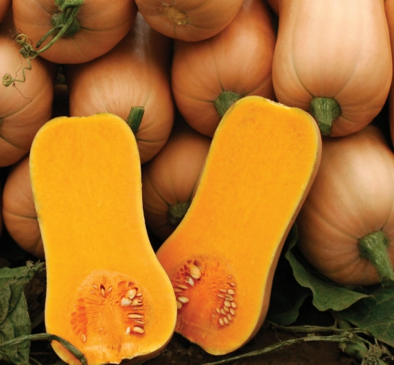 how to roast squash seeds how to roast squash seeds