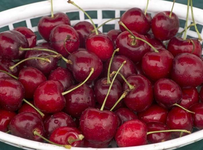 best cherry picking farms best cherry picking farms