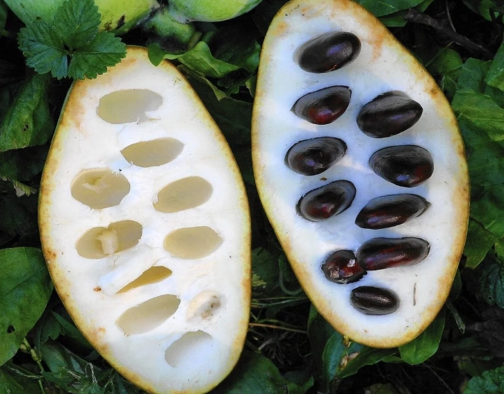 paw paw fruit substitute