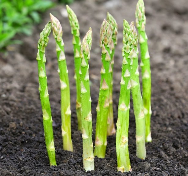 asparagus plant care asparagus plant care