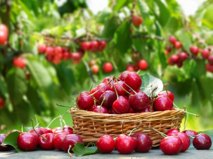 how to store fresh cherries how to store fresh cherries
