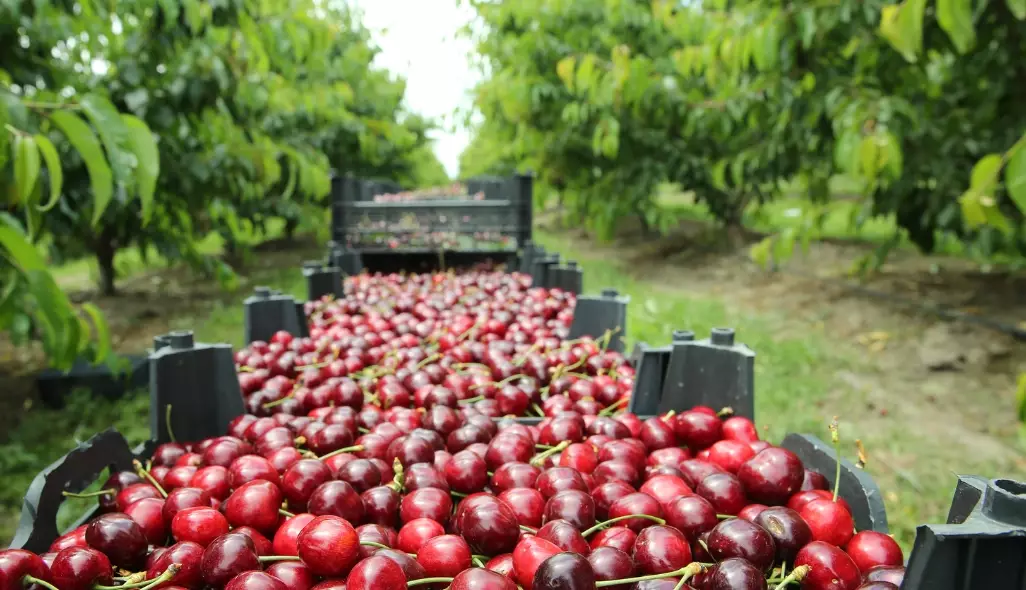 how to store fresh cherries how to store fresh cherries