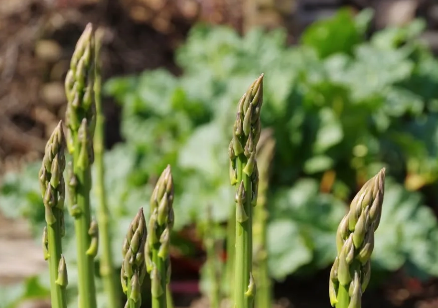 how to grow asparagus how to grow asparagus
