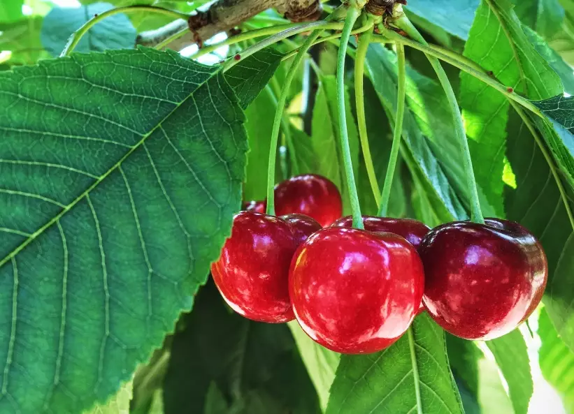 best cherry picking farms best cherry picking farms