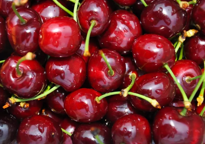 cherry season guide cherry season guide