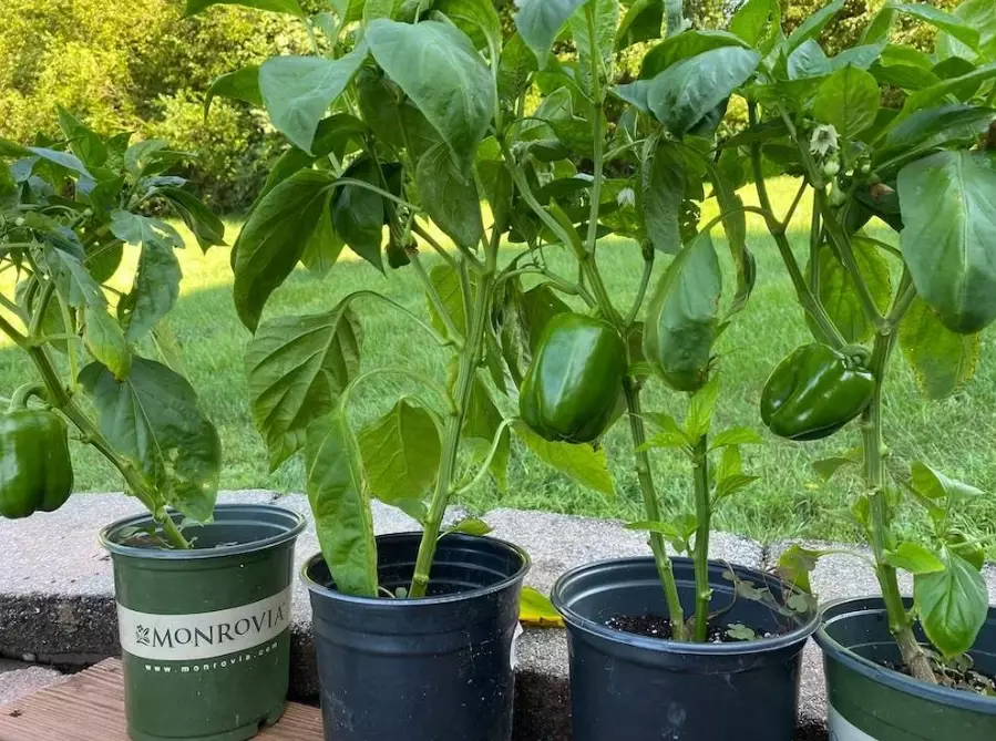 best bell pepper varieties for containers