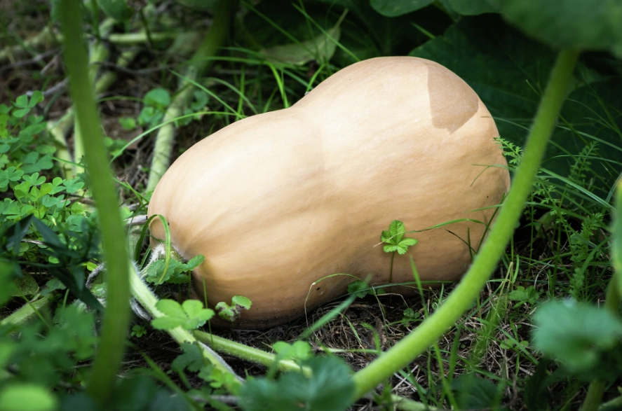 how to tell if butternut squash is ripe