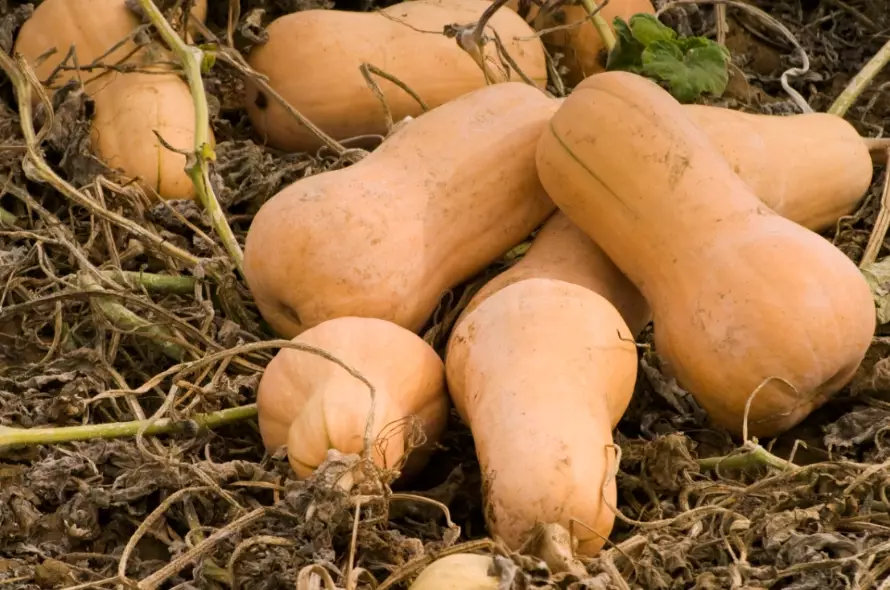 how to store butternut squash