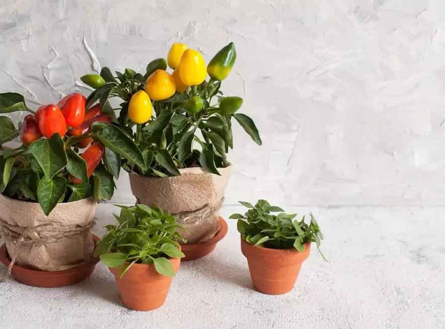 grow bell peppers indoors