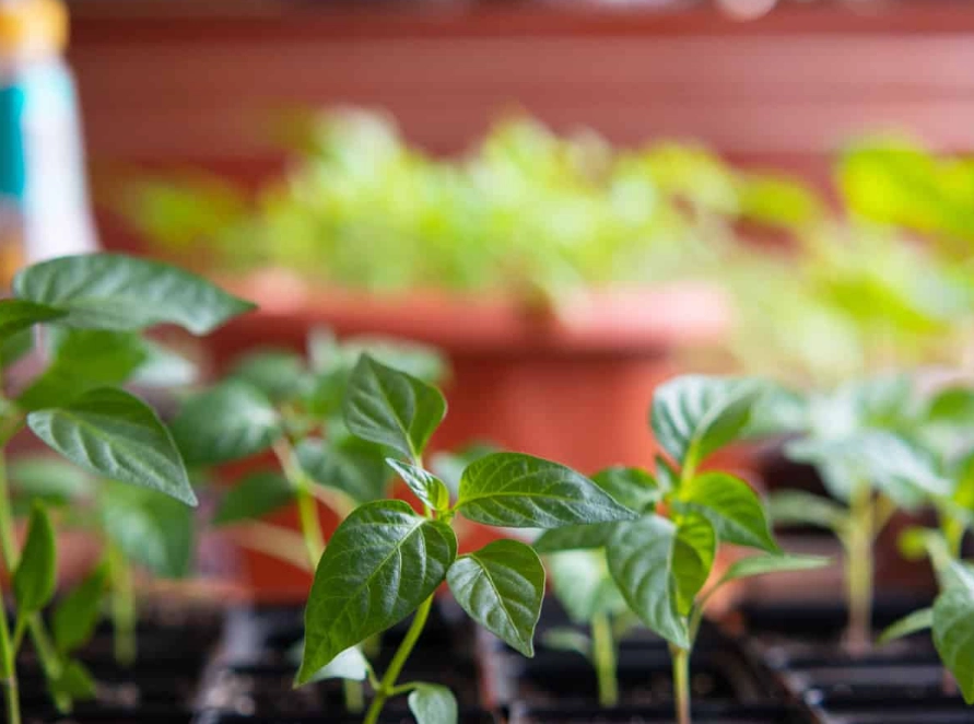 indoor pepper plant care