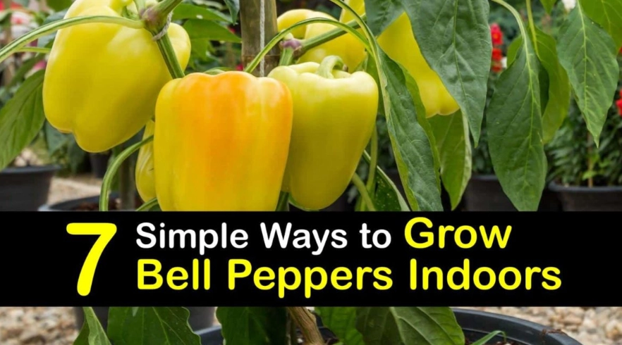 indoor pepper plant care