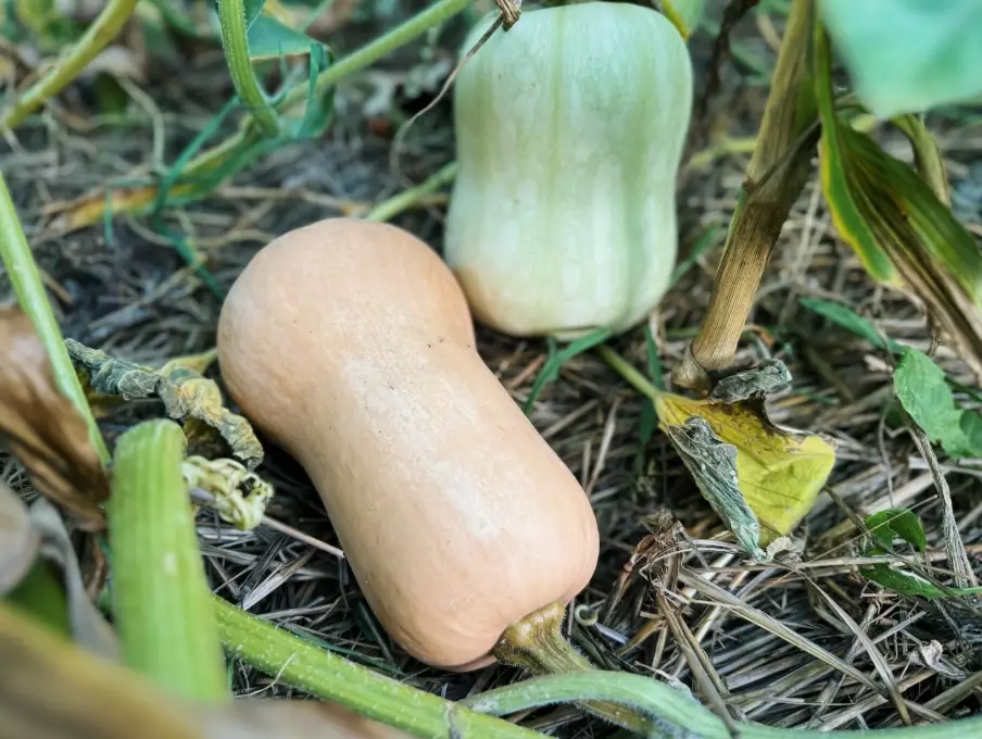 how to tell if butternut squash is ripe