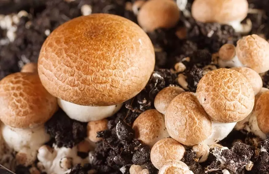 brown mushrooms brown mushrooms