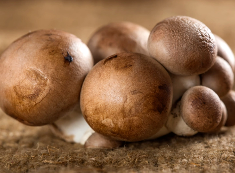 baby bella mushrooms baby bella mushrooms