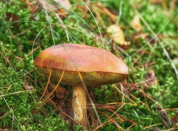 brown mushrooms brown mushrooms